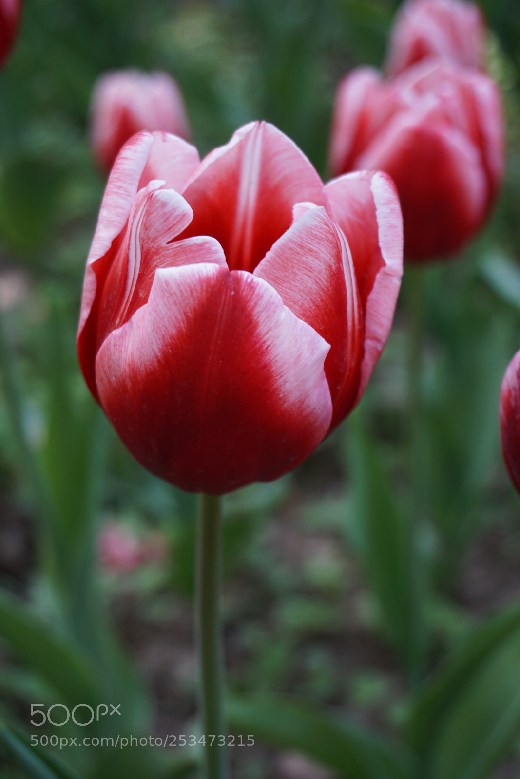 Sony a6000 sample photo. Tulip photography