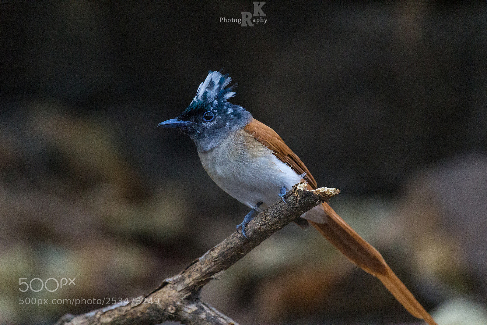 Canon EOS 600D (Rebel EOS T3i / EOS Kiss X5) sample photo. Asian paradise flycatcher -female photography