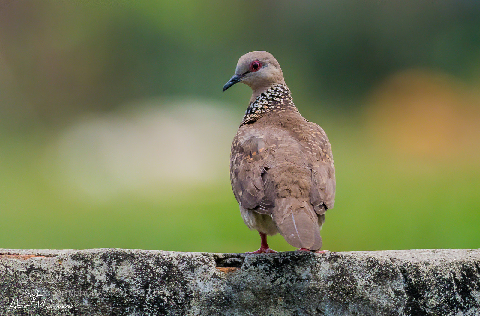 Nikon D7100 sample photo. :: spotted dove / তিলা ঘুঘু :: photography