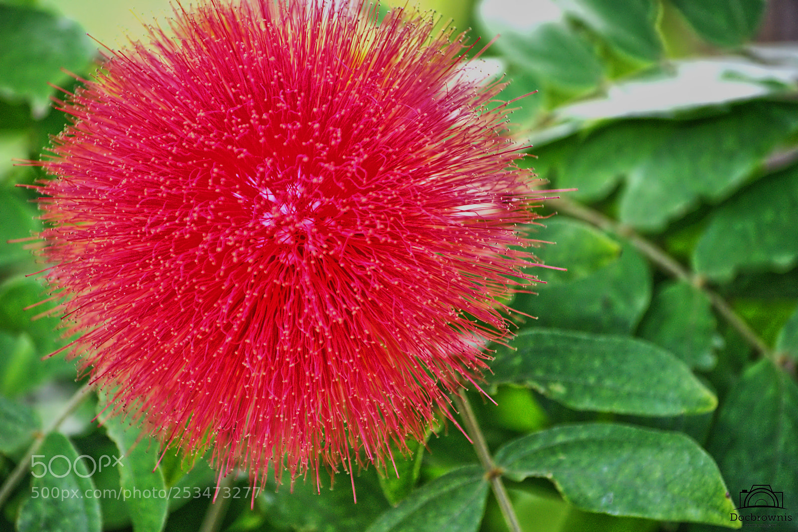 Nikon D5300 sample photo. Pink puff photography