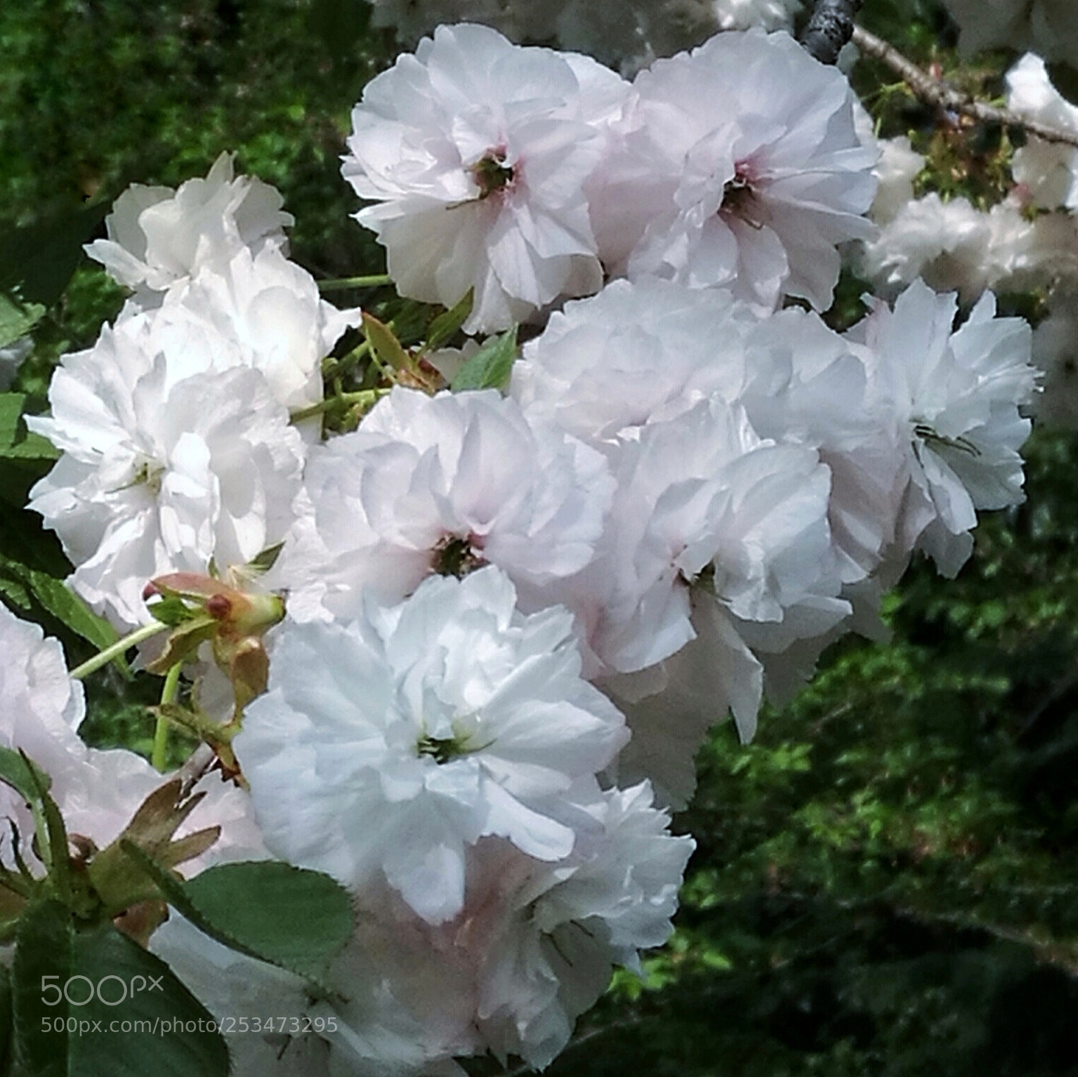 HUAWEI P9 sample photo. 晚樱 photography