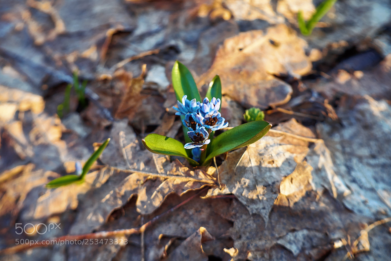 Fujifilm X-M1 sample photo. Spring flowers photography