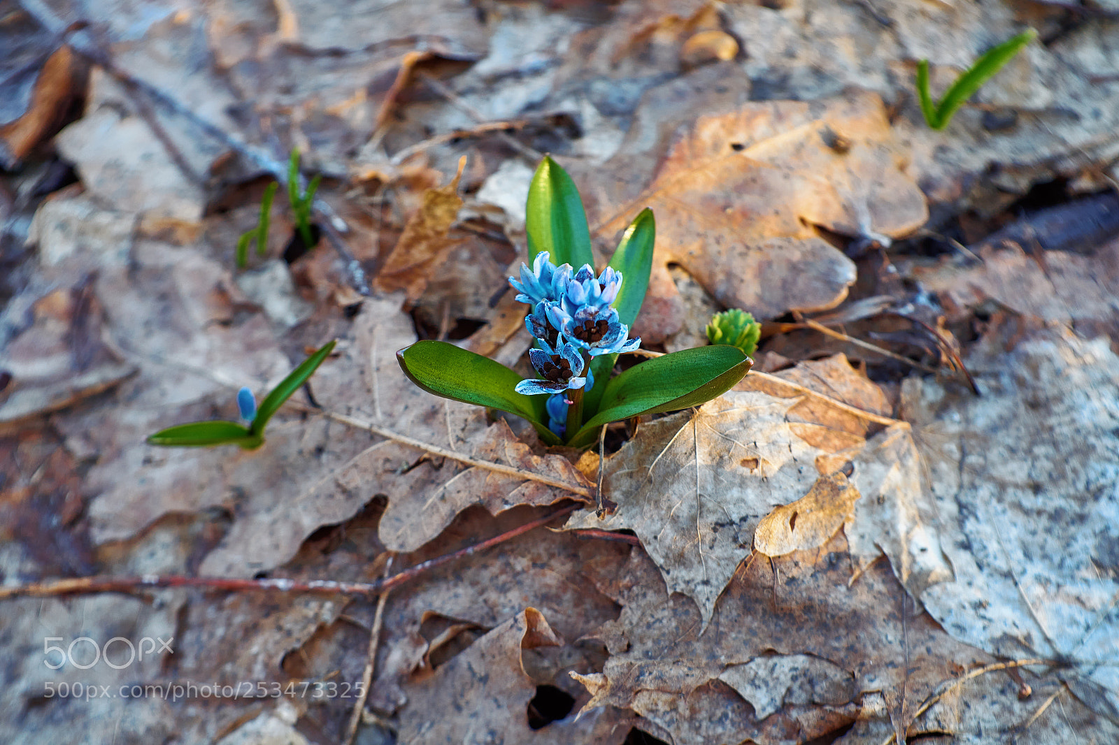 Fujifilm X-M1 sample photo. Spring flowers photography