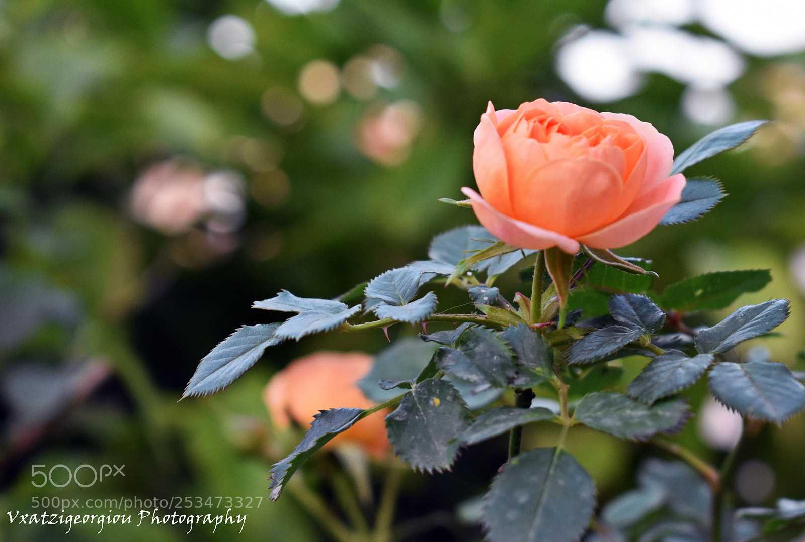 Nikon D3400 sample photo. Flower photography