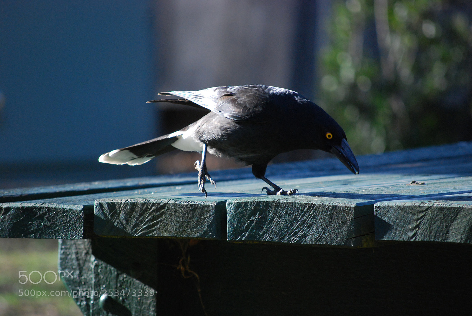 Nikon D40X sample photo. Picnic for a magpie photography