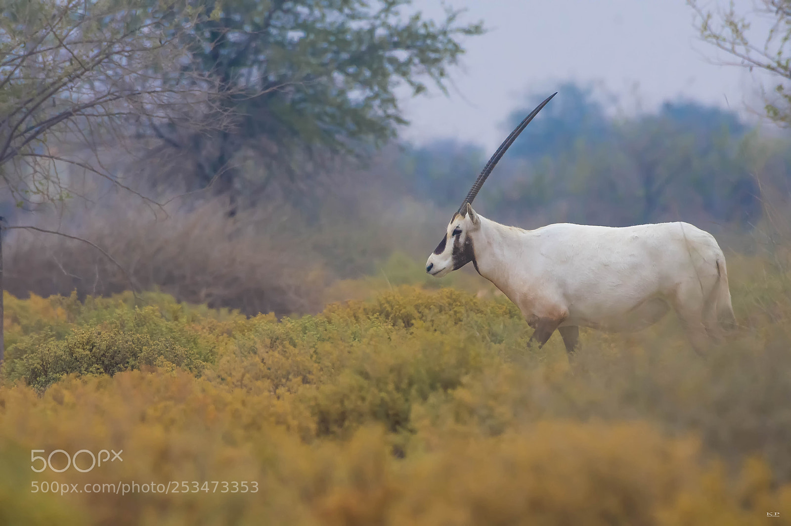 Nikon D7200 sample photo. Arabian oryx / white oryx photography