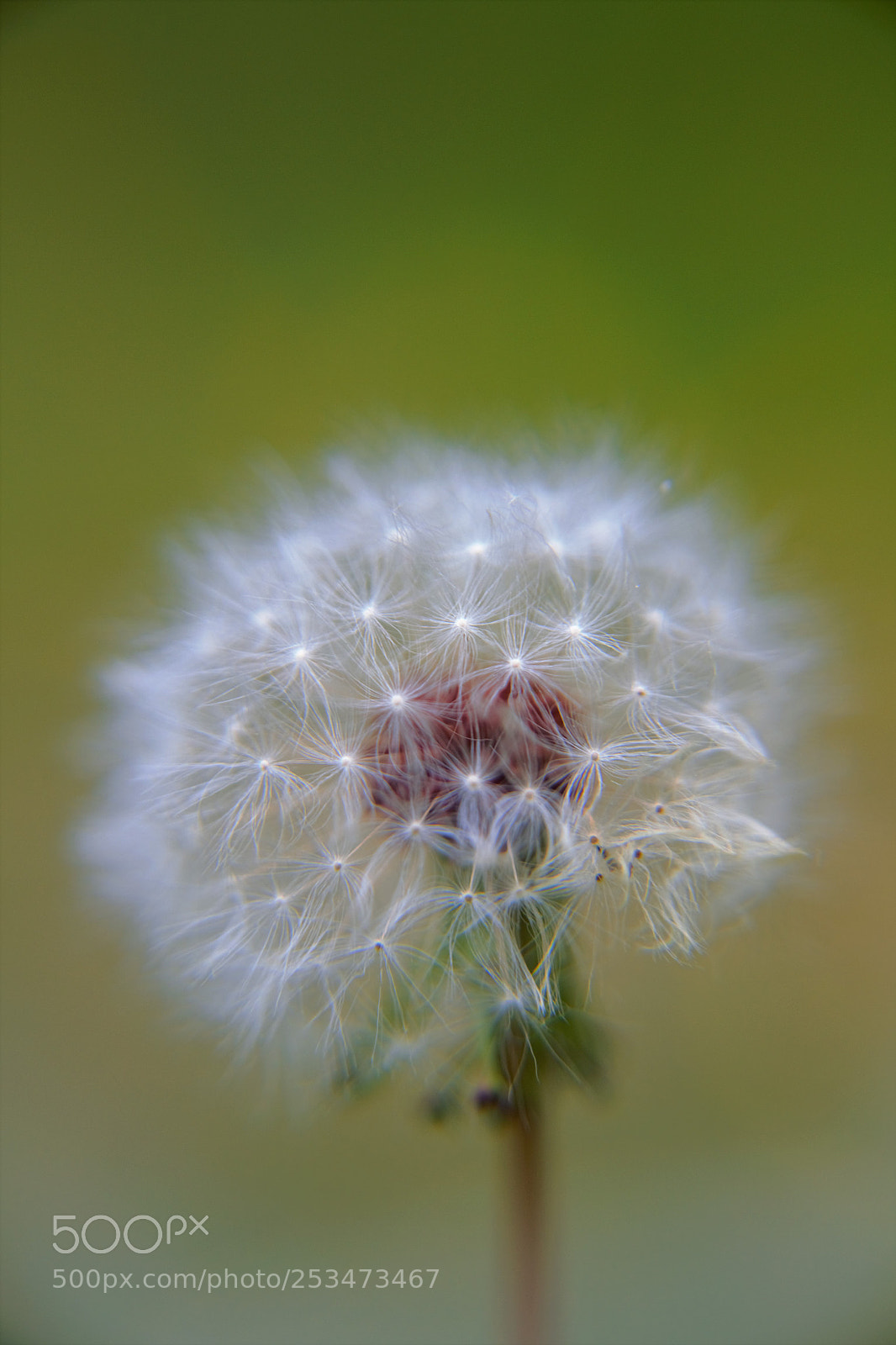 Nikon D3100 sample photo. Realizes the wishes....*** photography
