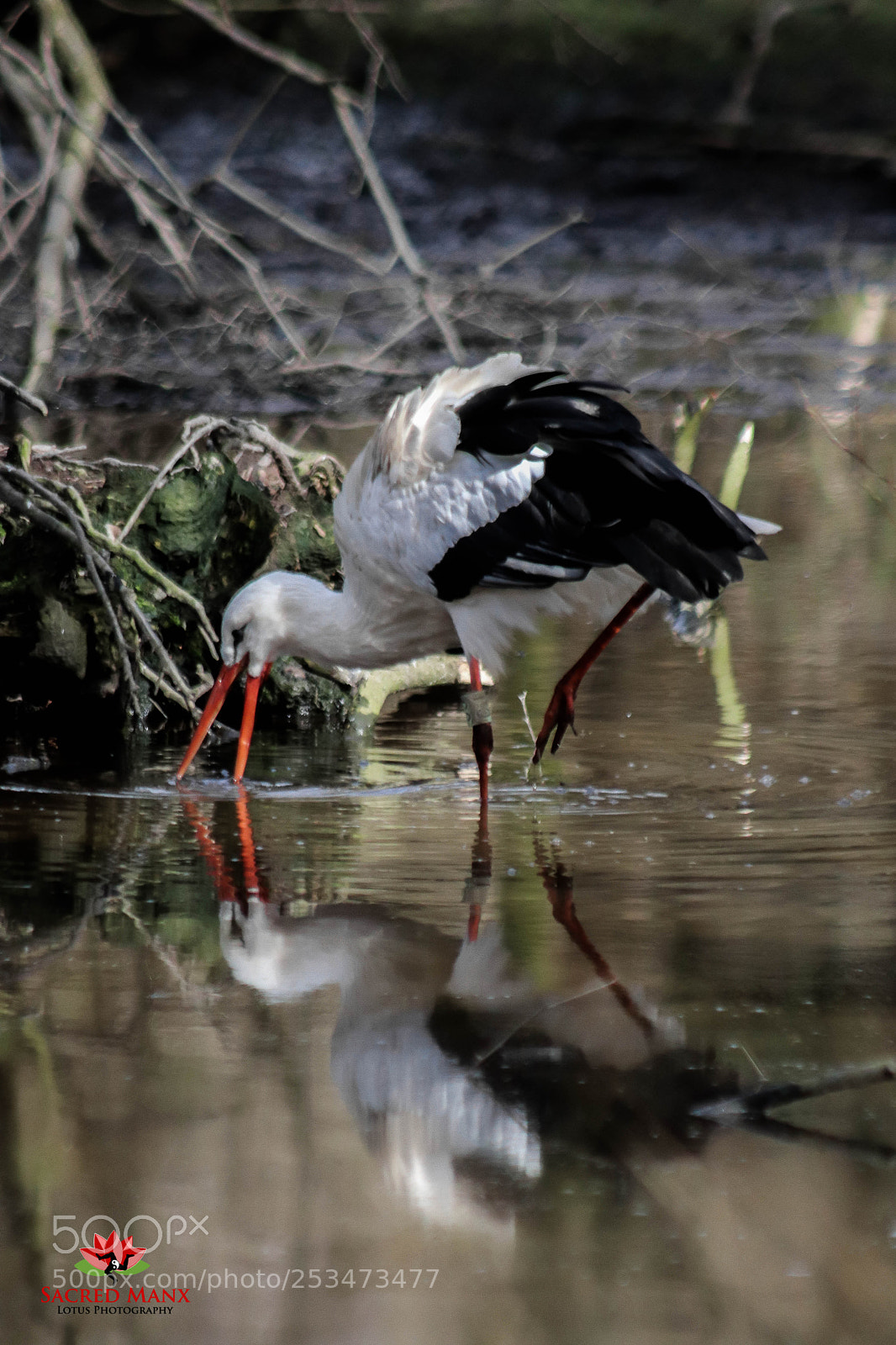 Canon EOS 77D (EOS 9000D / EOS 770D) sample photo. Stork reflection photography