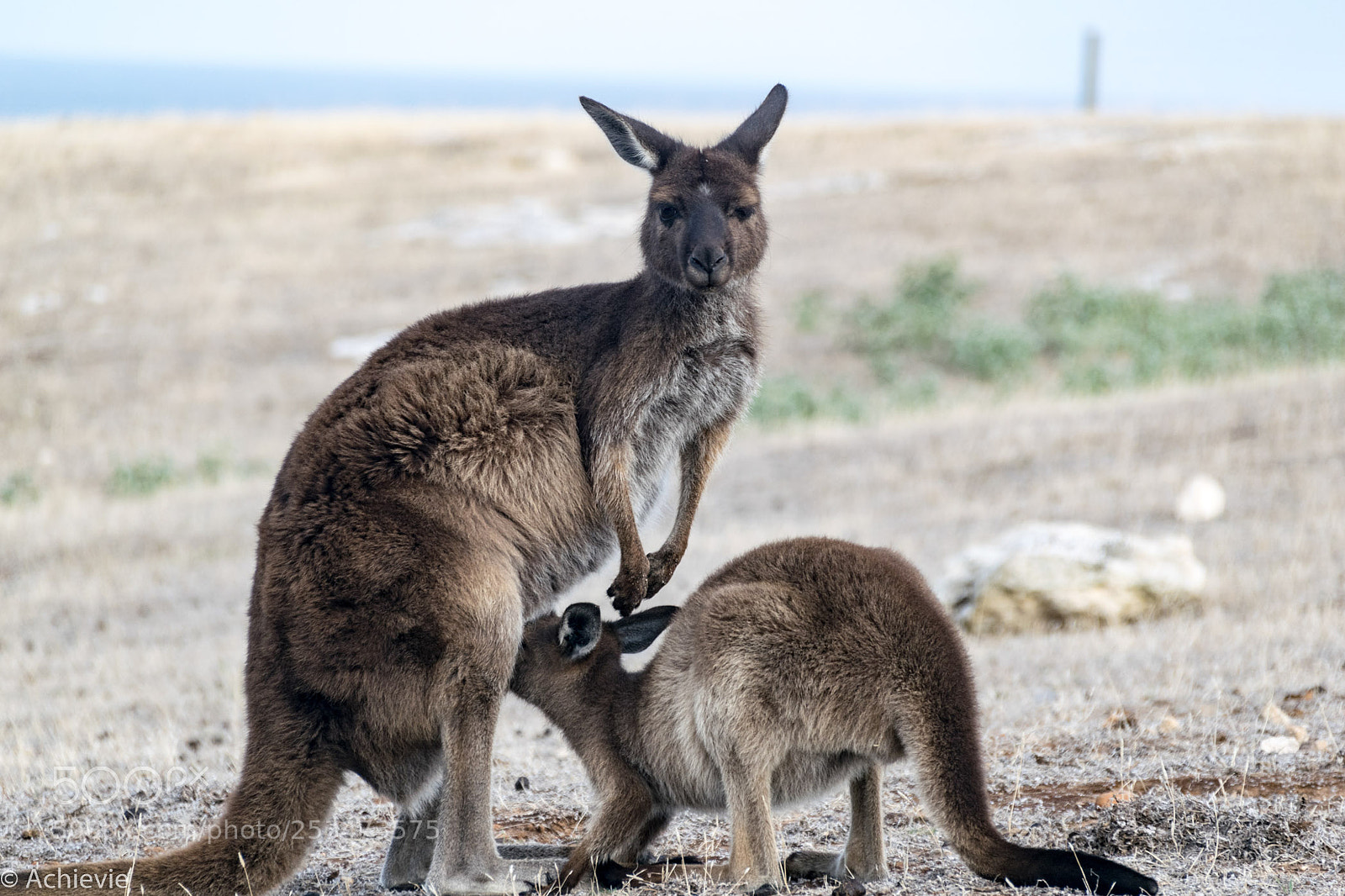 Nikon D3300 sample photo. Why to put kangaroo photography