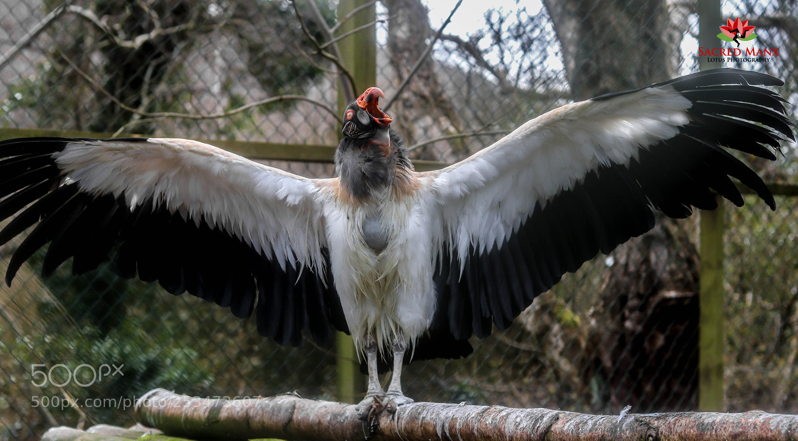 Canon EOS 77D (EOS 9000D / EOS 770D) sample photo. Wings spread photography