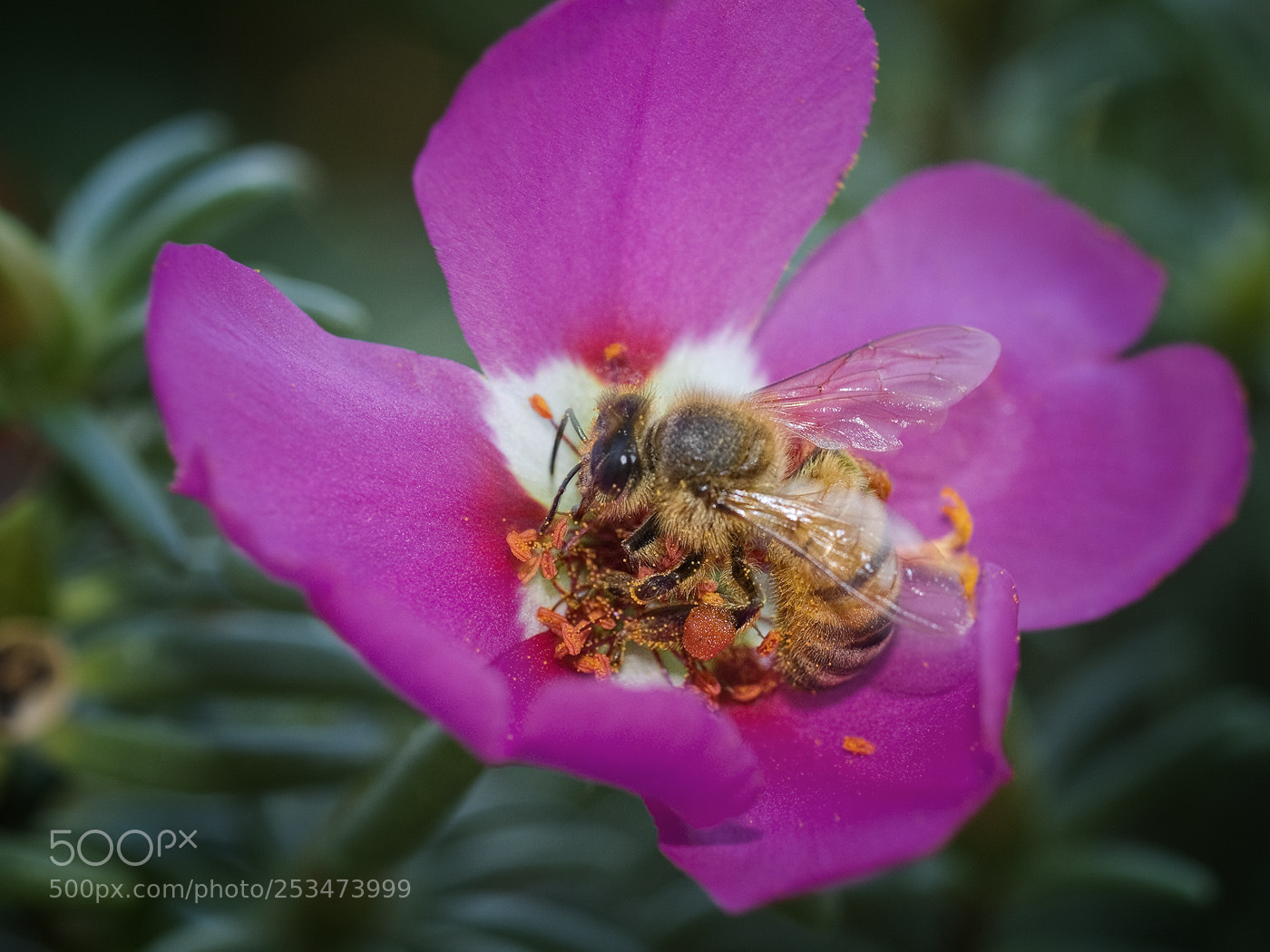 Nikon D200 sample photo. Bee photography