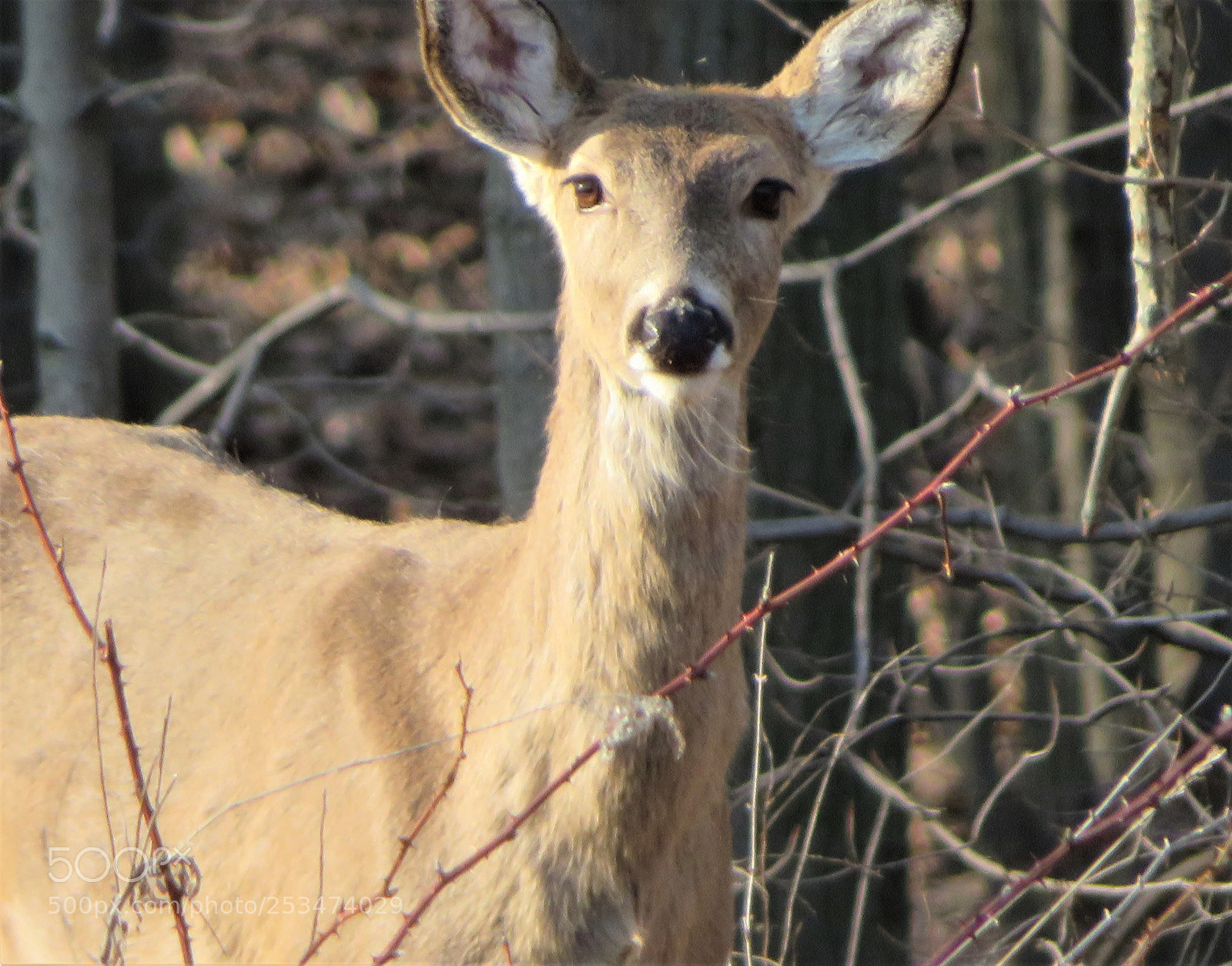 Canon PowerShot SX720 HS sample photo. Deernimapr photography