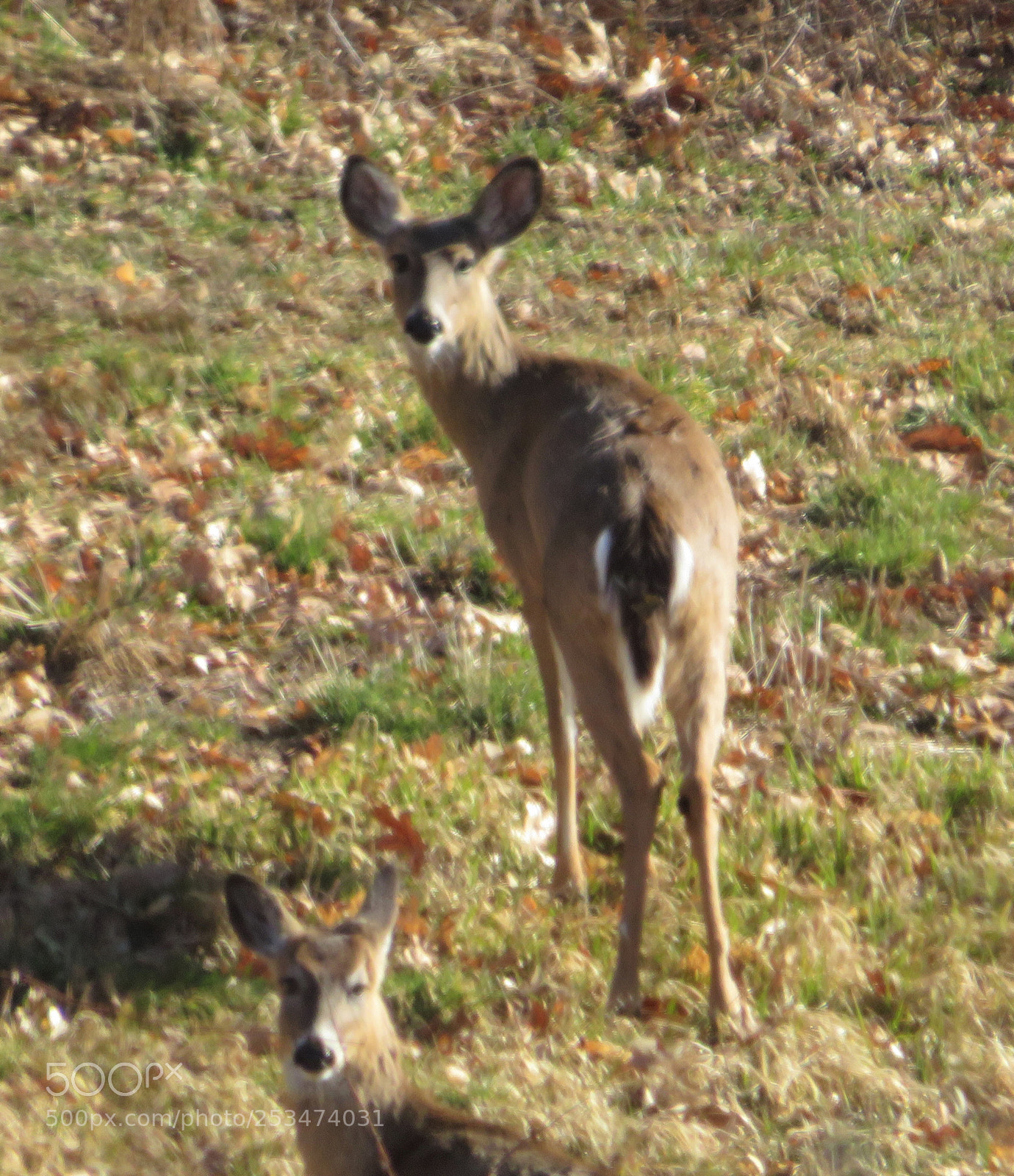 Canon PowerShot SX720 HS sample photo. Deernimmar photography