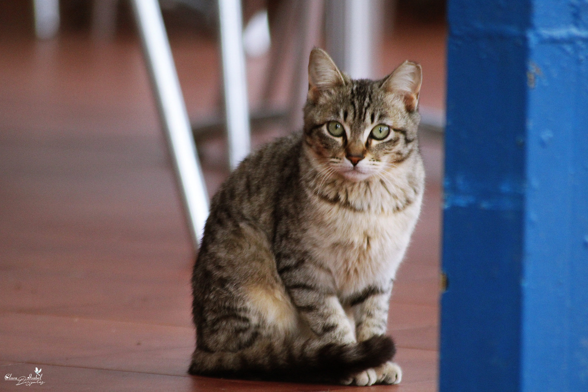 Canon EOS 1200D (EOS Rebel T5 / EOS Kiss X70 / EOS Hi) sample photo. Cara de sorpresa. photography