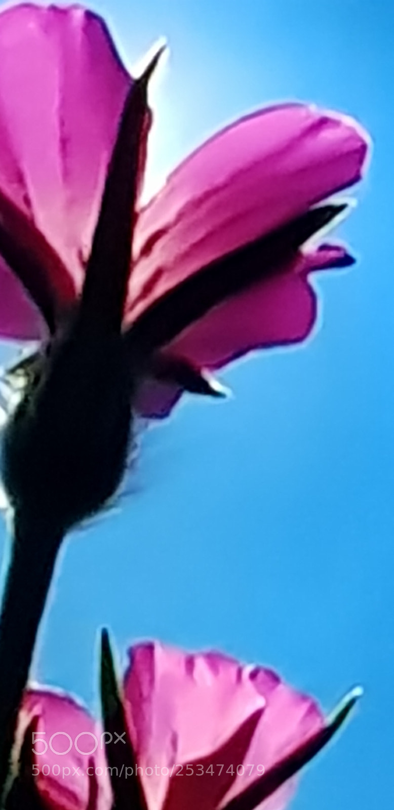 Samsung Galaxy S8 sample photo. Untitled photography