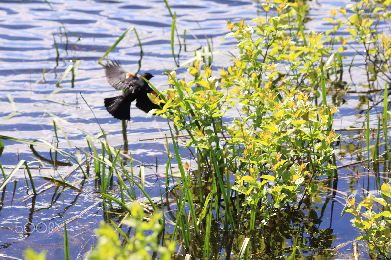 Canon EOS 50D + Sigma 70-300mm F4-5.6 APO DG Macro sample photo. Red-winged blackbird photography