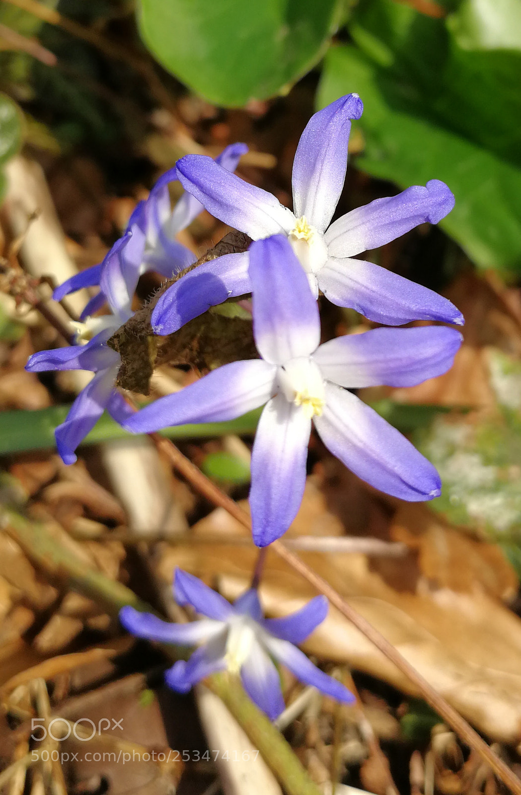 HUAWEI P10 sample photo. Untitled photography