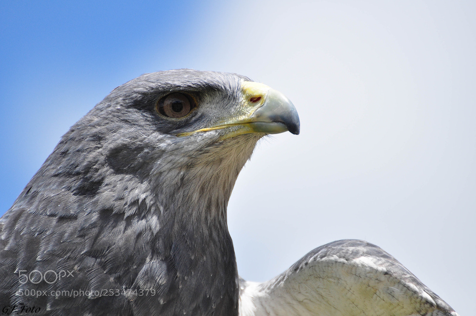 Nikon D90 sample photo. Zoom () photography