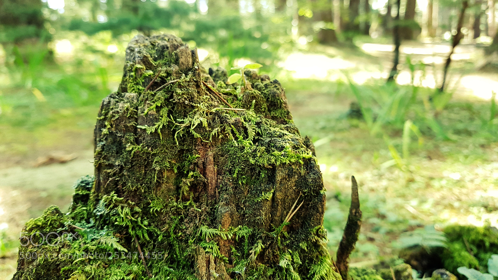 Samsung Galaxy S8 sample photo. 20170929_115347.jpg photography