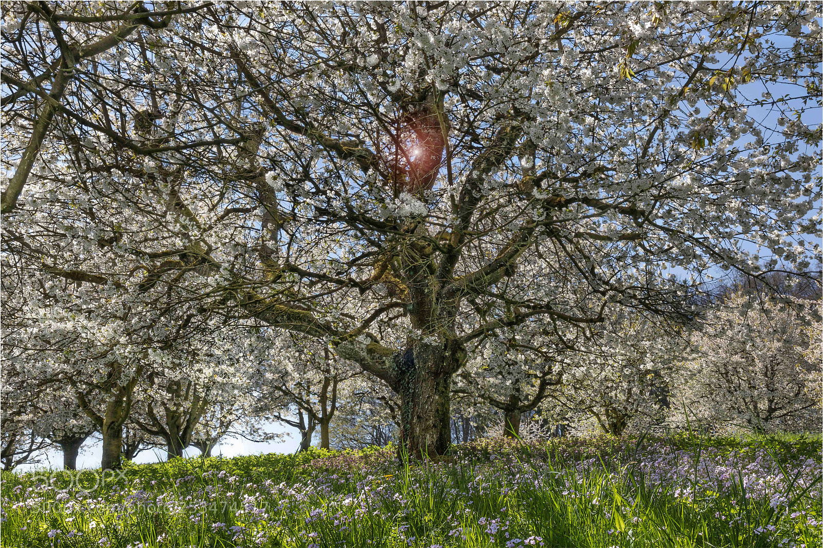 Canon EOS 5D Mark IV sample photo. In full bloom photography