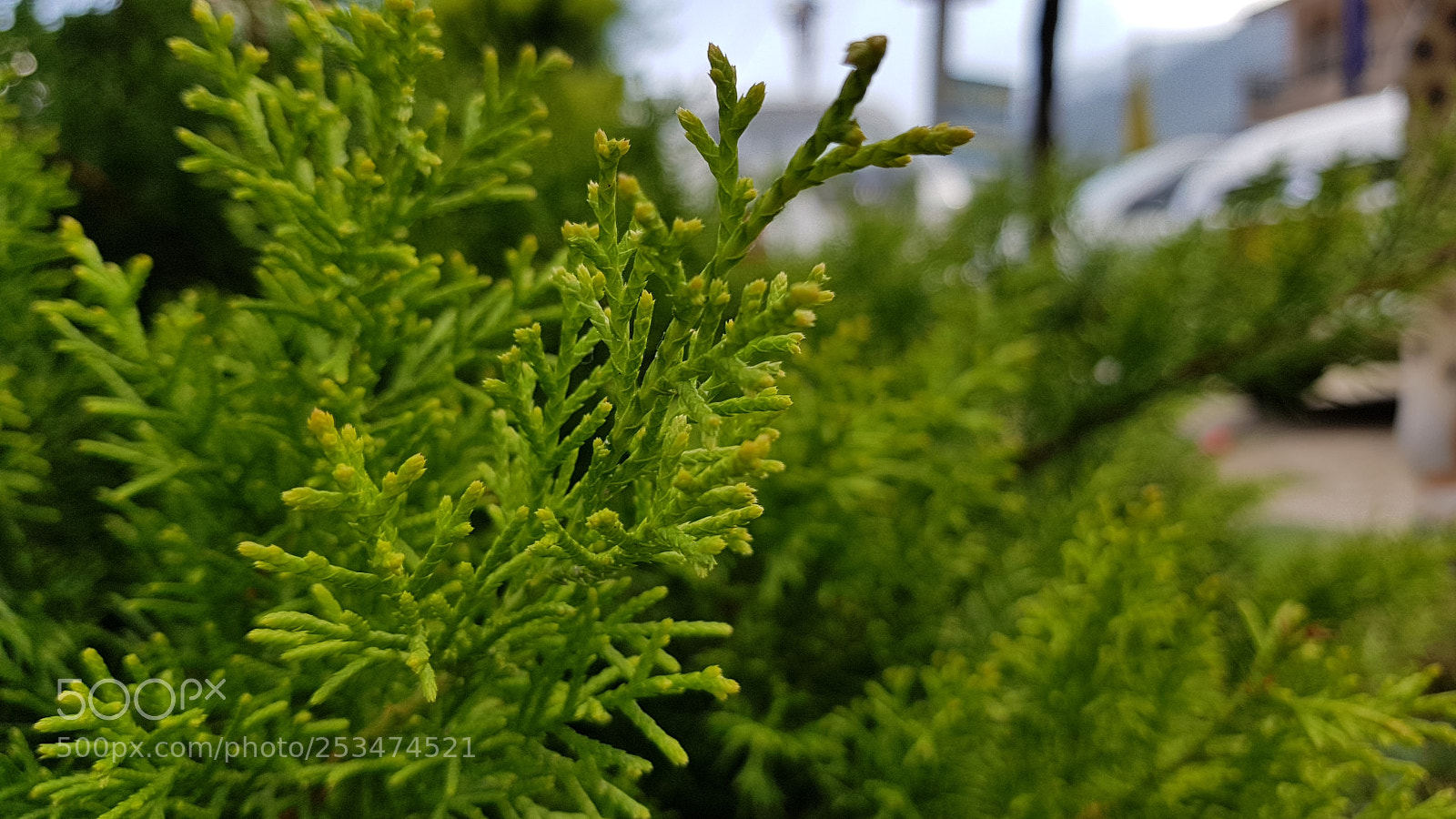 Samsung Galaxy S8 sample photo. 20170929_155312.jpg photography