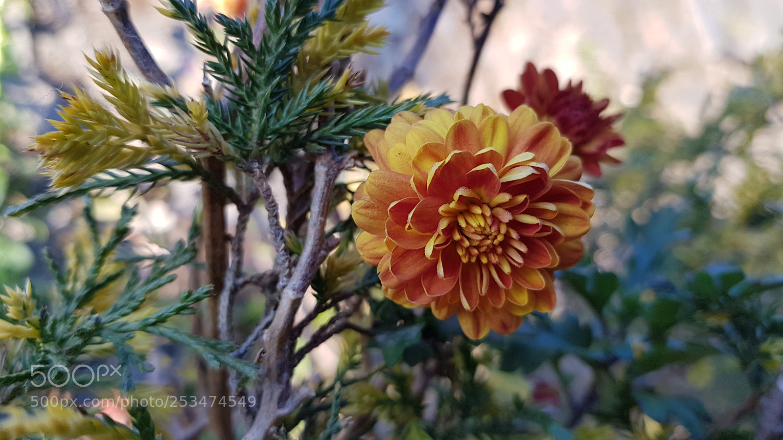 Samsung Galaxy S8 sample photo. 20180103_164625.jpg photography