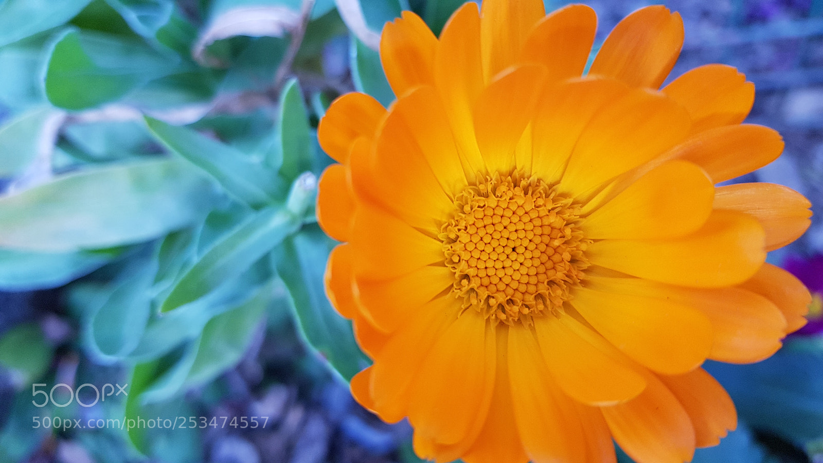 Samsung Galaxy S8 sample photo. 20180103_164850.jpg photography