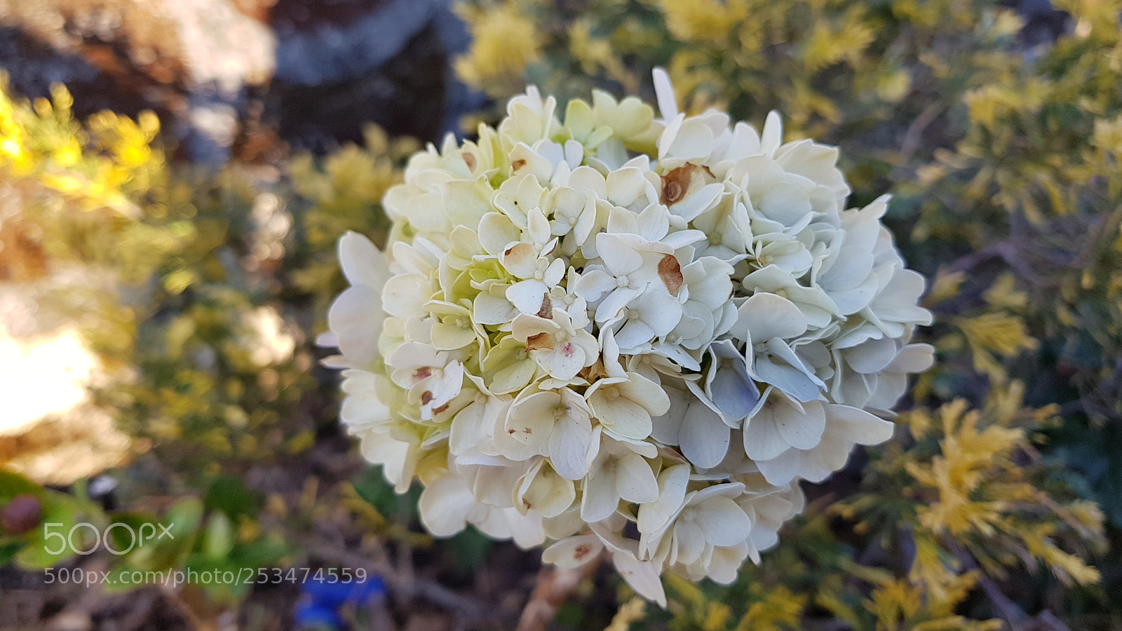 Samsung Galaxy S8 sample photo. 20180103_164734.jpg photography