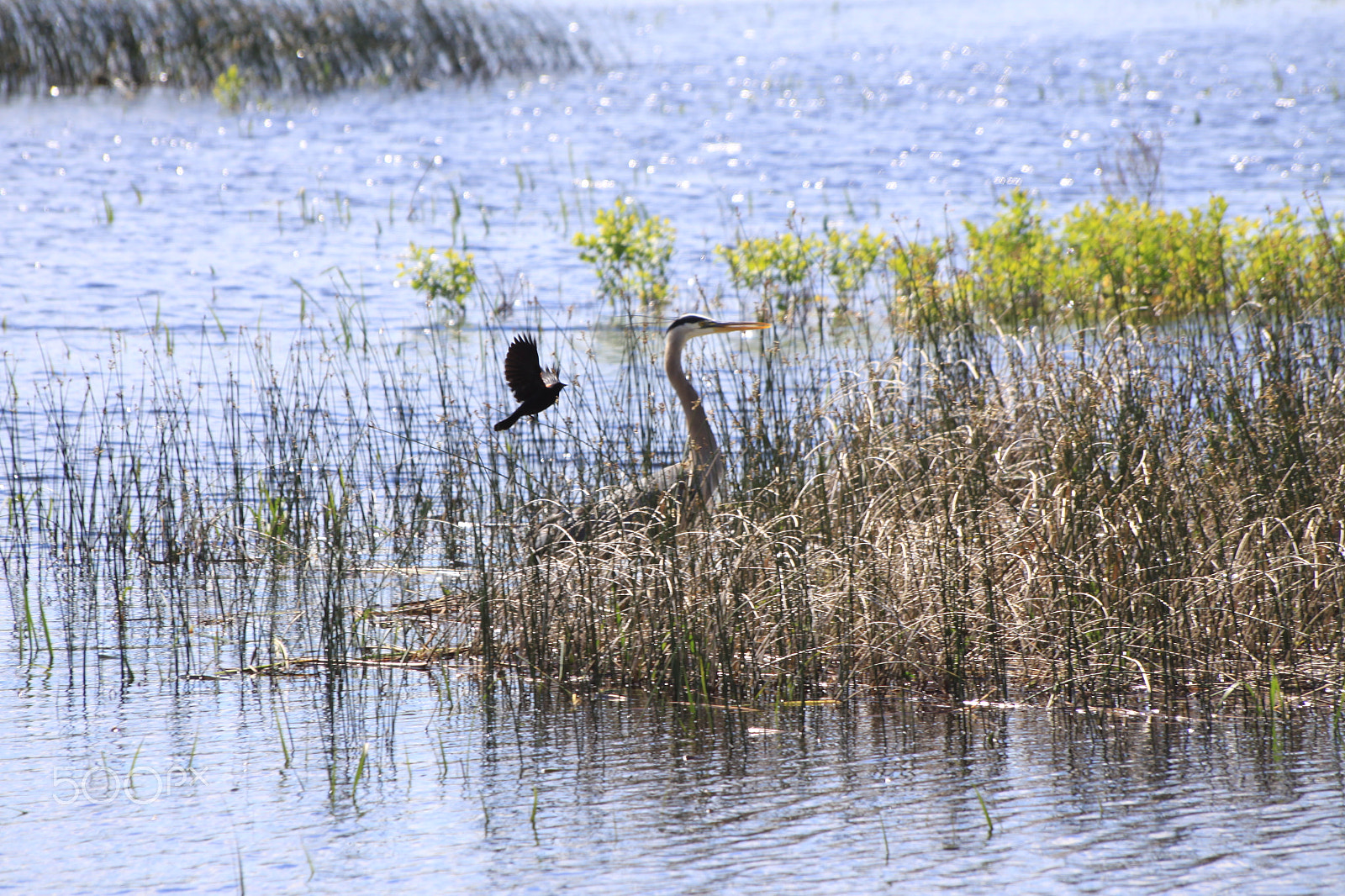 Canon EOS 50D sample photo. Great blue heron at ausable marsh, ny photography