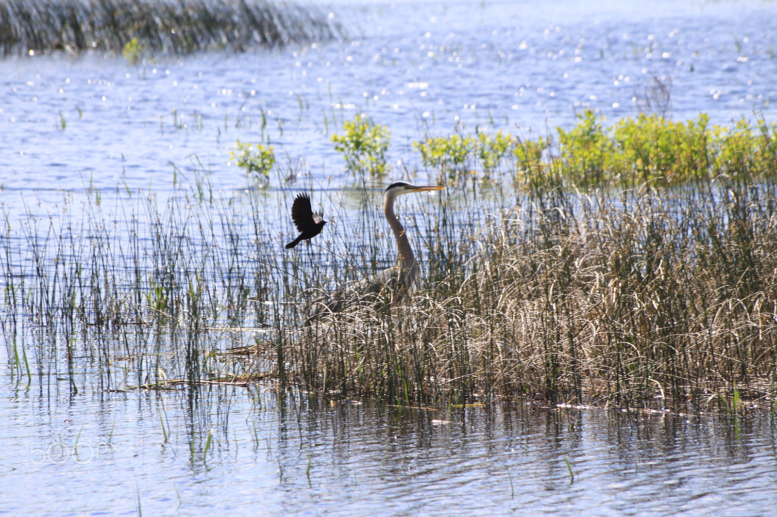 Canon EOS 50D + Sigma 70-300mm F4-5.6 APO DG Macro sample photo. Great blue heron at ausable marsh, ny photography