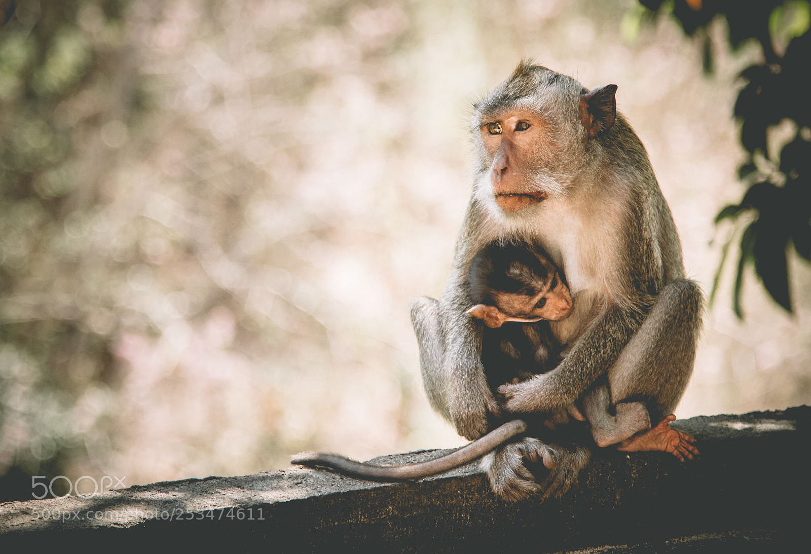 Canon EOS 7D sample photo. Monkey photography