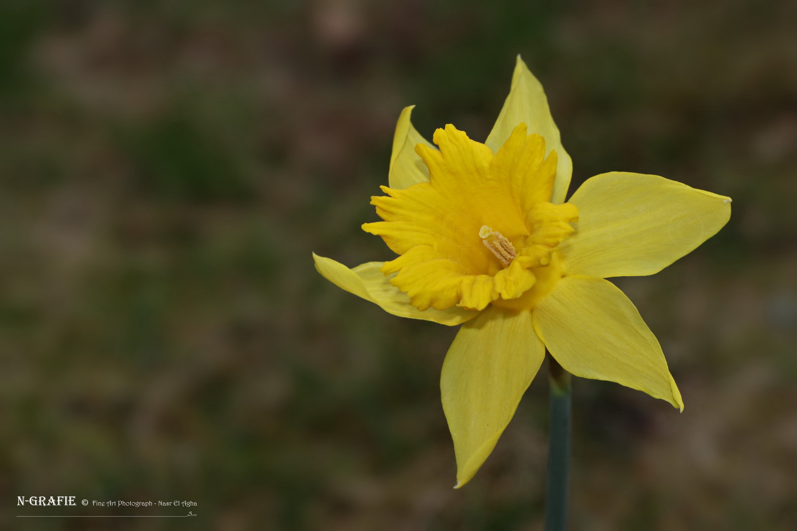 Canon EF 100mm F2.8L Macro IS USM sample photo. Narcissus poeticus photography