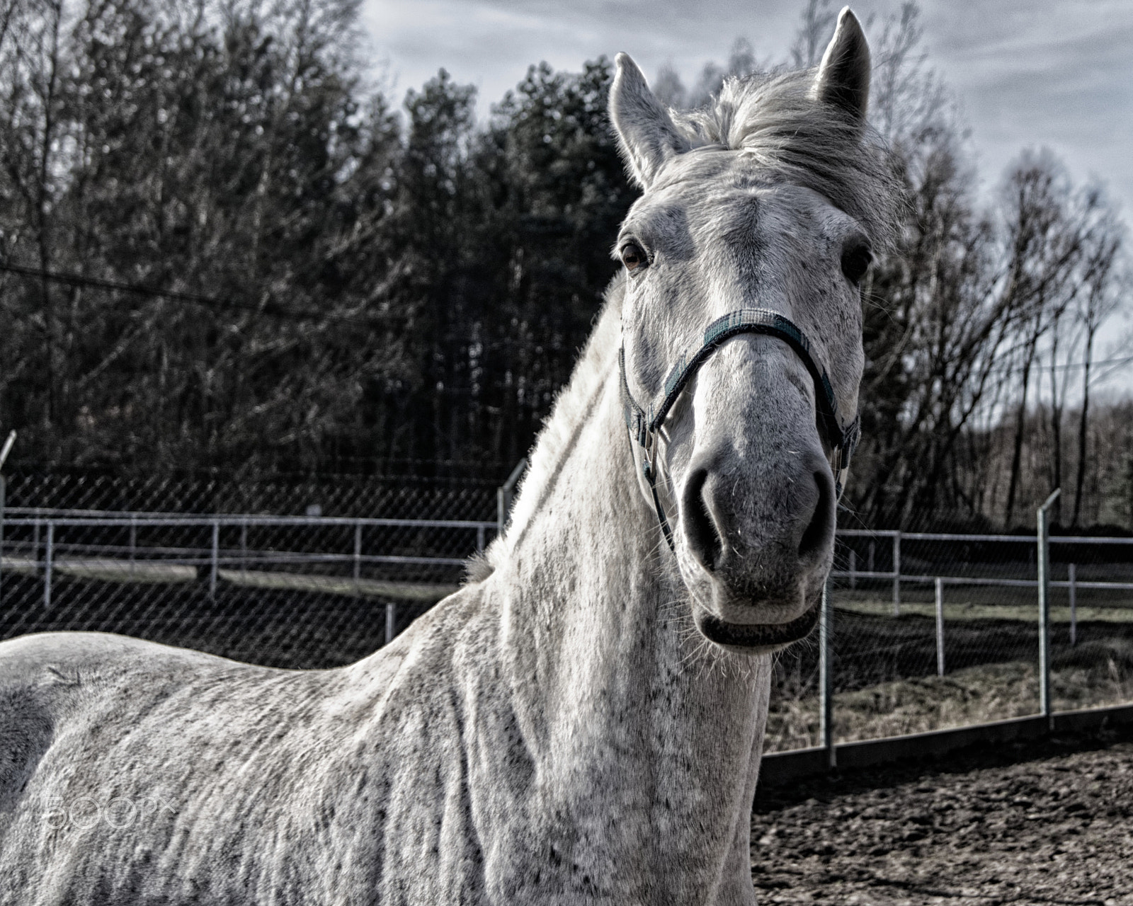 Sony Alpha DSLR-A450 sample photo. Horse photography