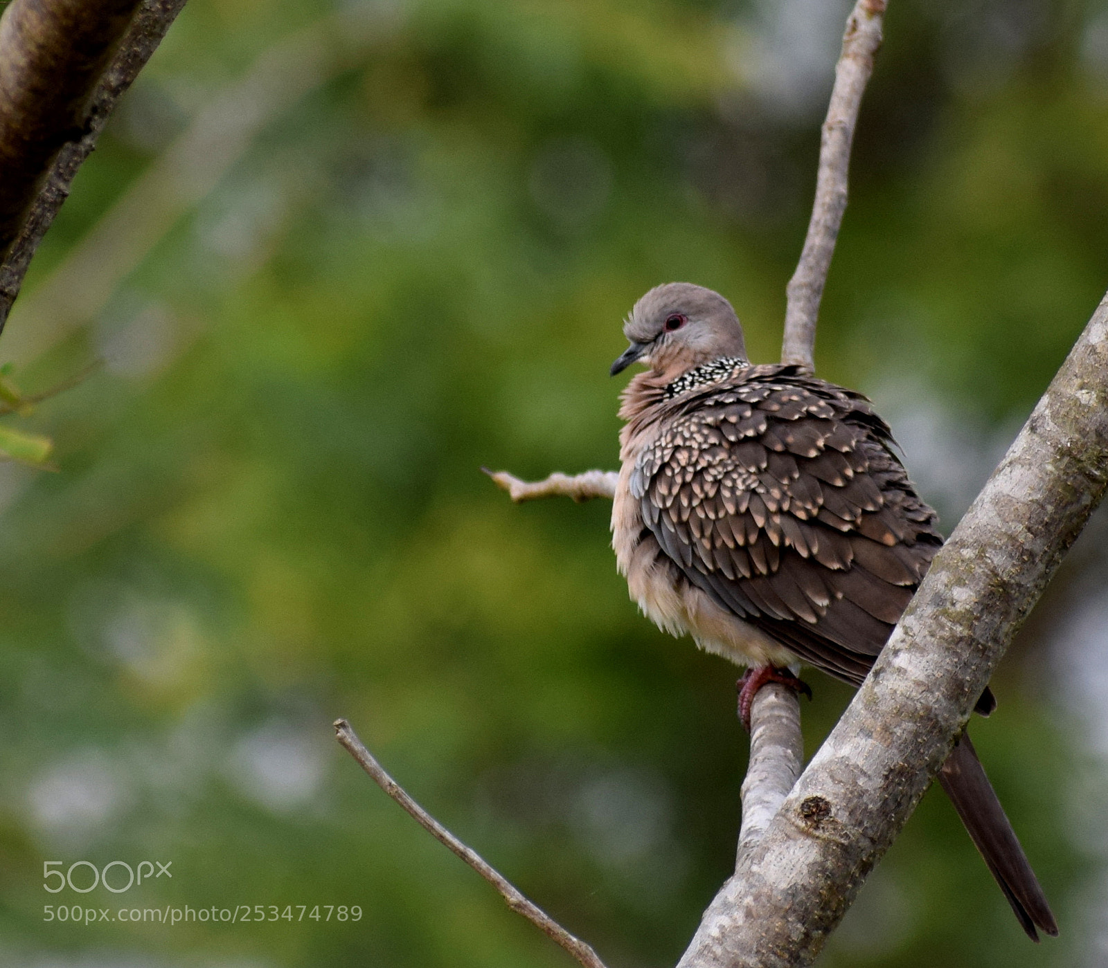 Nikon D5300 sample photo. Spotted dove photography