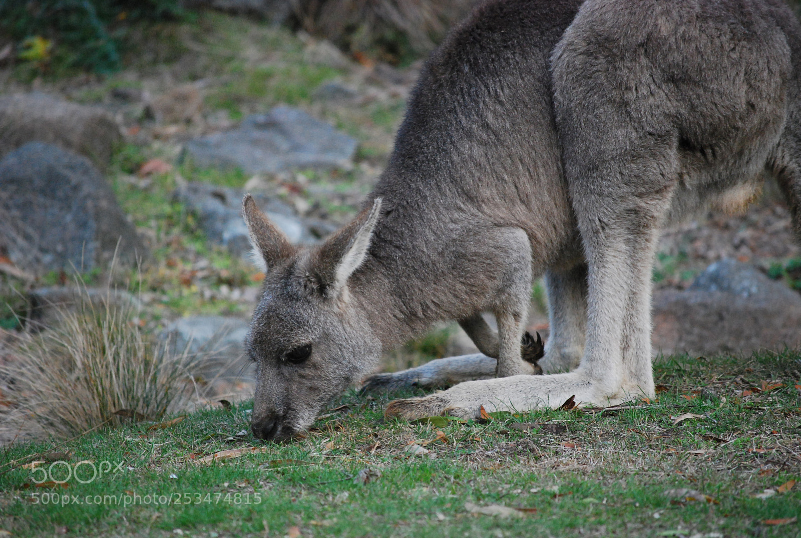 Nikon D40X sample photo. Grazing kangaroo photography