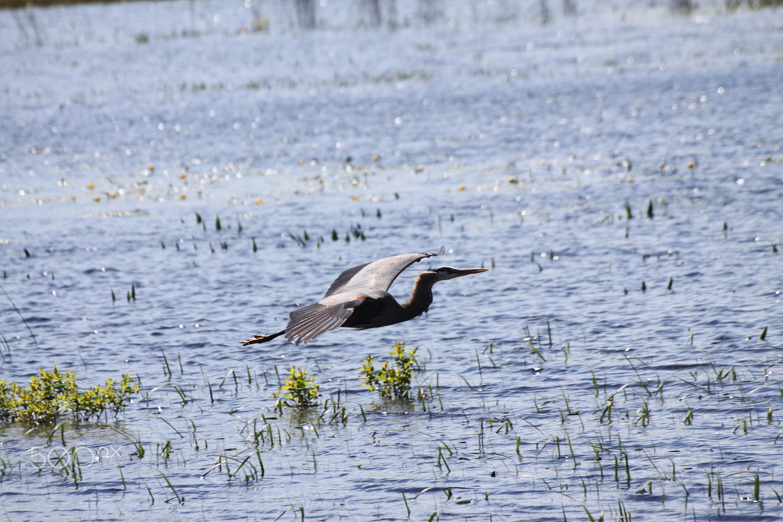 Canon EOS 50D sample photo. Great blue heron in flight photography