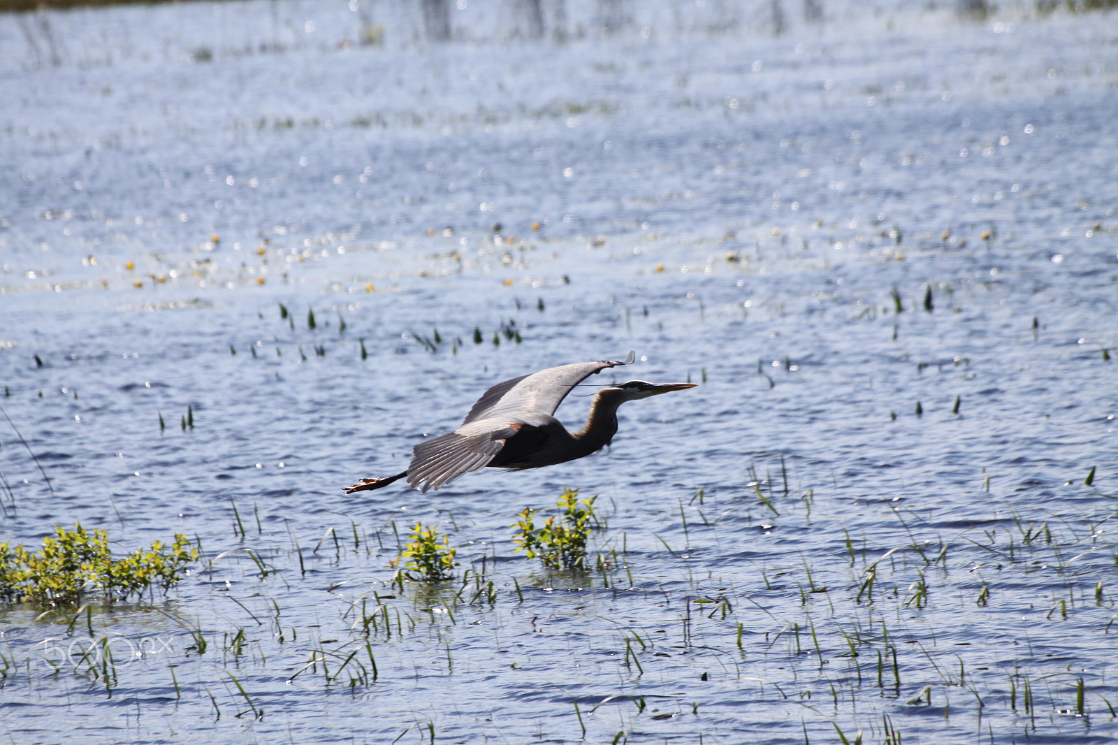 Canon EOS 50D + Sigma 70-300mm F4-5.6 APO DG Macro sample photo. Great blue heron in flight photography