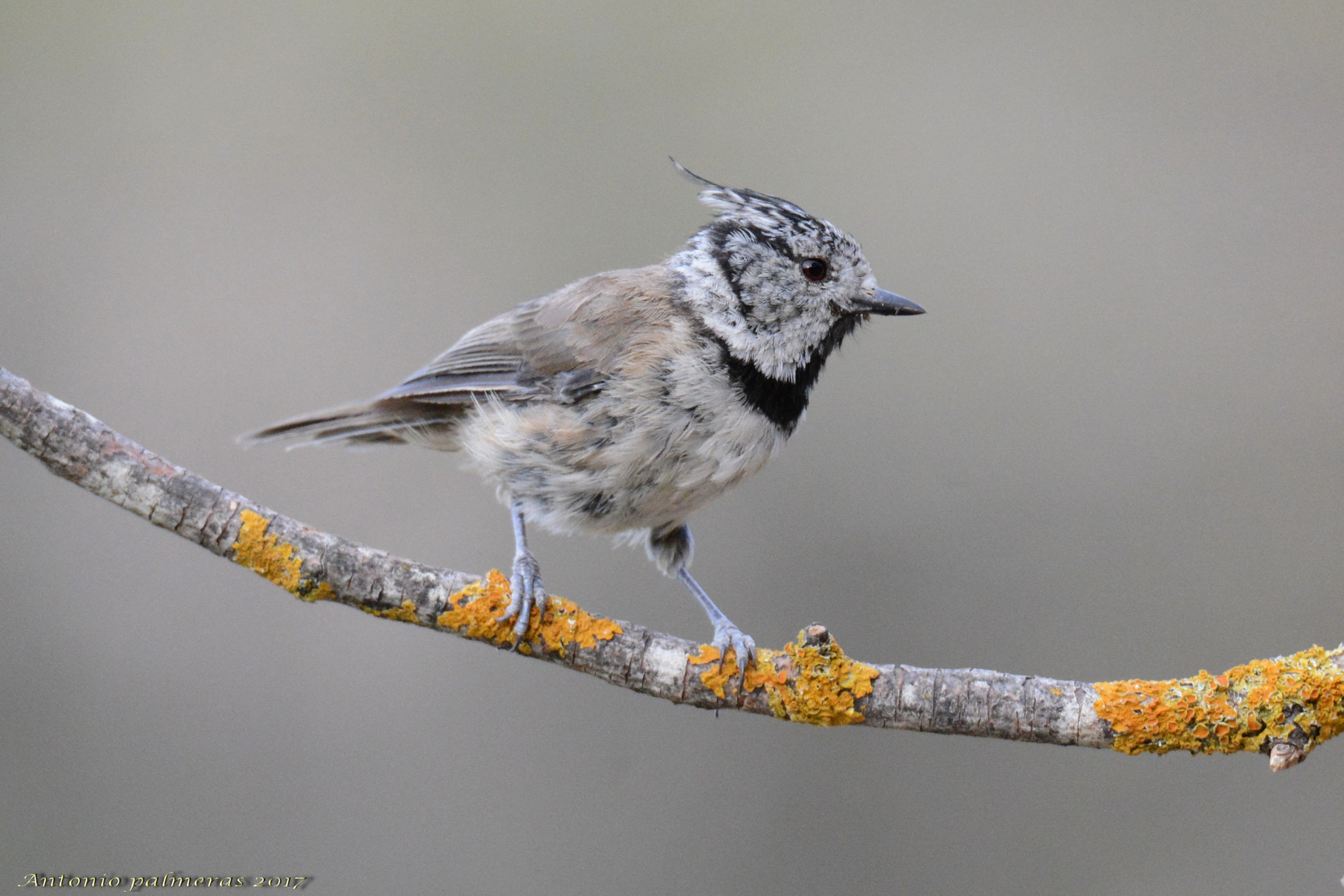 Nikon D7100 + Sigma 150-600mm F5-6.3 DG OS HSM | S sample photo. Herrerillo capuchino (lophophanes cristatus) photography