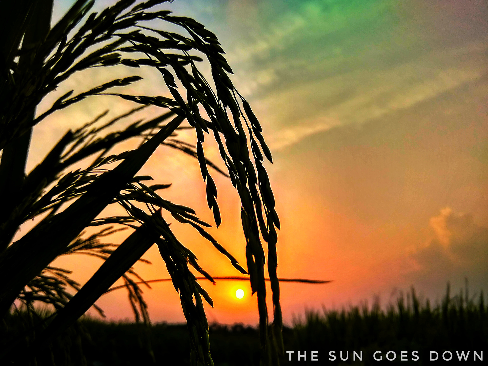Xiaomi Redmi 5A sample photo. Caption in picture photography