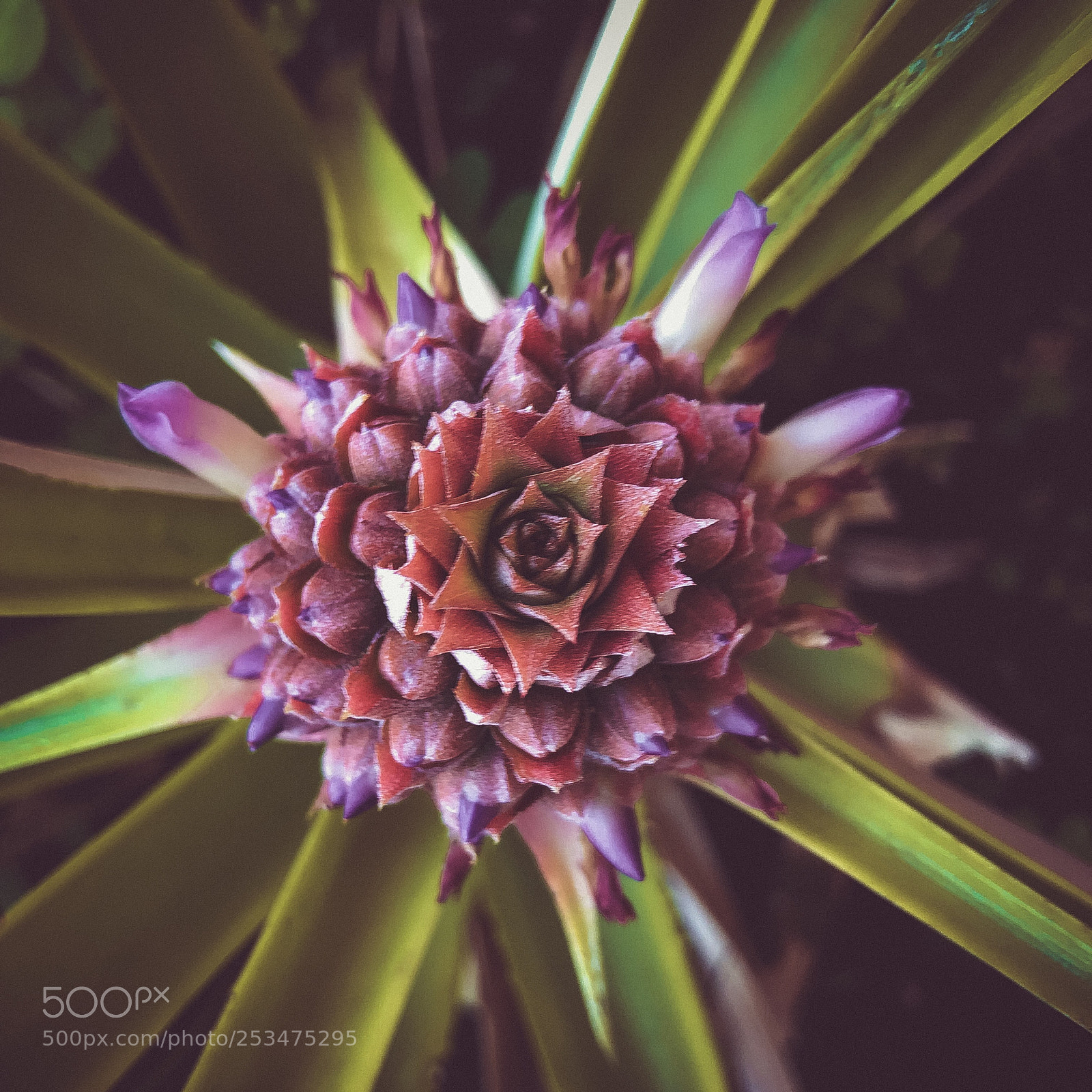 Apple iPhone 7 Plus sample photo. Pineapple bloom photography