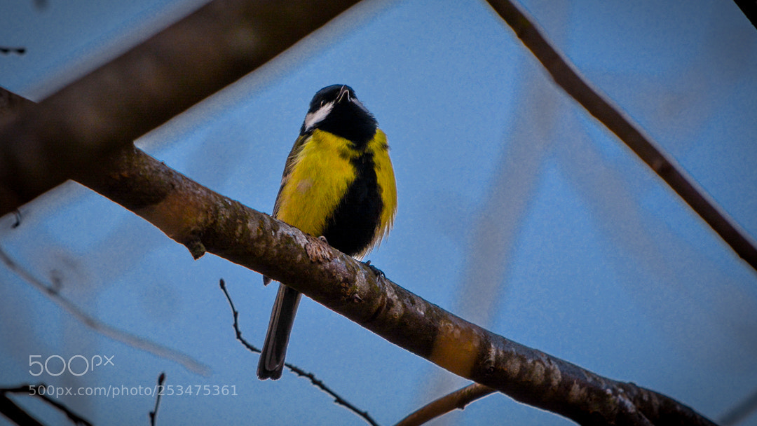 Nikon D5200 sample photo. Singin greate tit. photography