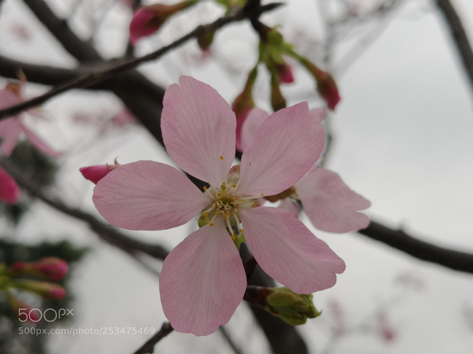 HUAWEI Mate 10 sample photo. 广州樱@宝墨园 photography