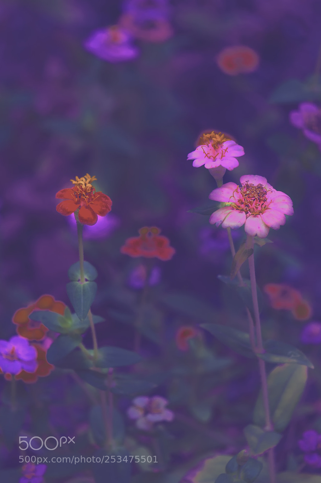 Sony Alpha NEX-5N sample photo. Flowers photography
