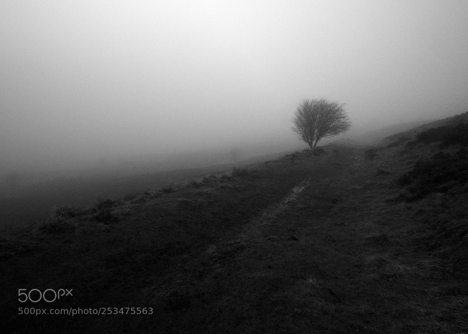 Fujifilm GFX 50S sample photo. Through the fog iii photography