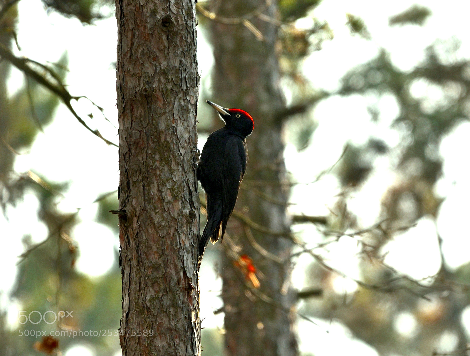 Nikon D750 sample photo. Black woodpecker (dryocopus martius) photography