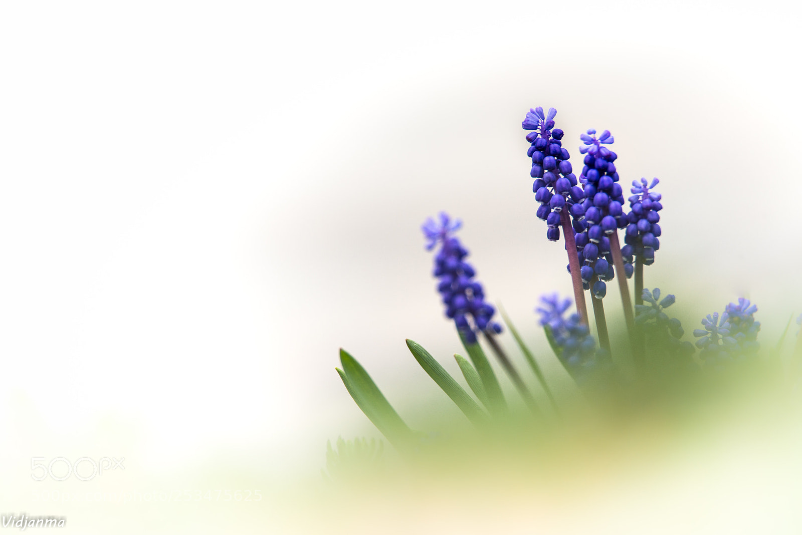 Nikon D610 sample photo. Avec simplicité photography