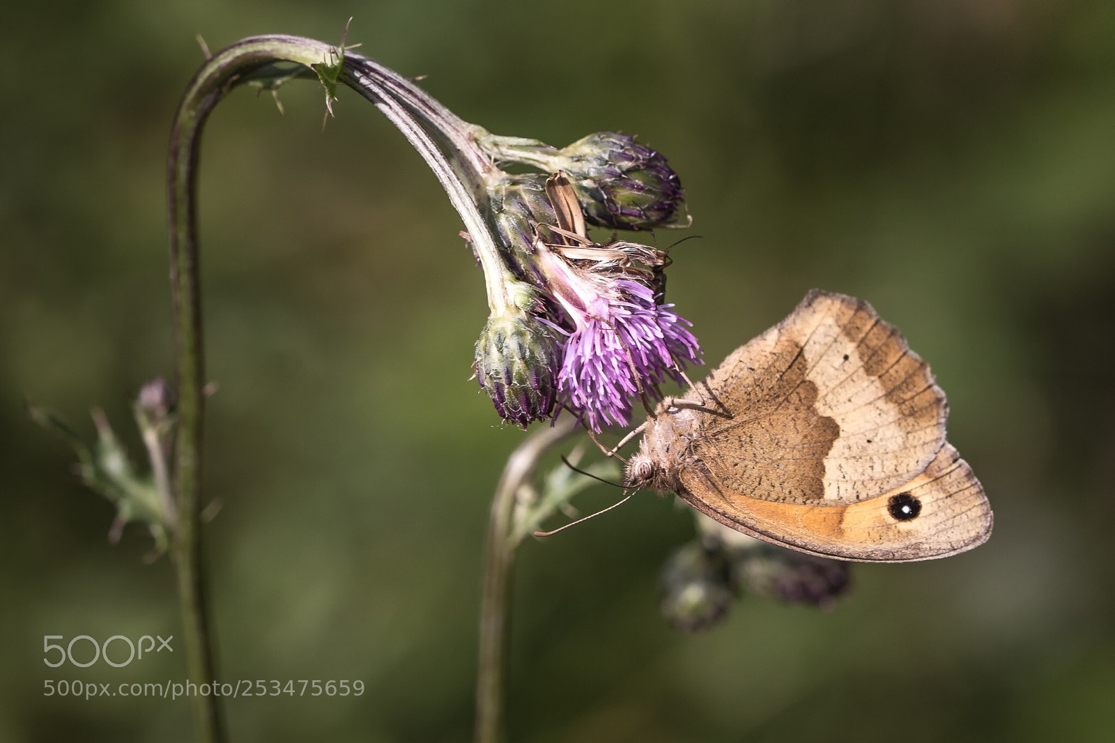 Canon EOS 7D Mark II sample photo. Butterfly  photography