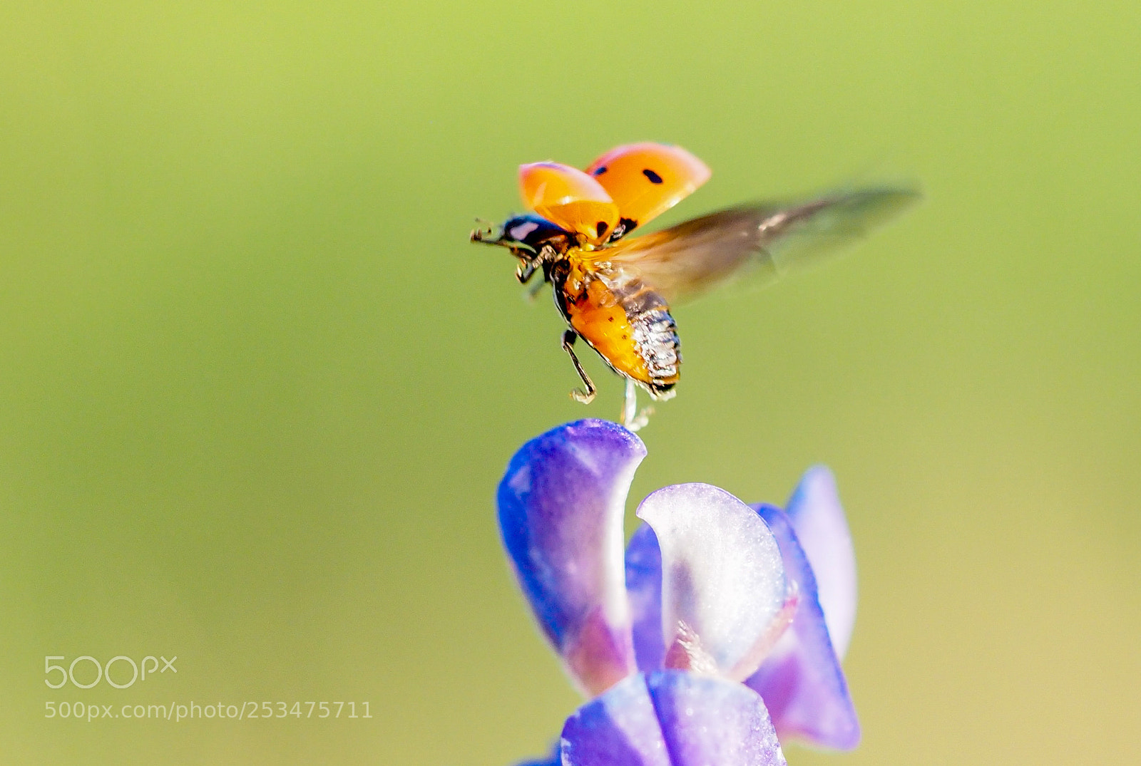 Olympus OM-D E-M1 Mark II sample photo. Ladybug on the bluebonnet photography