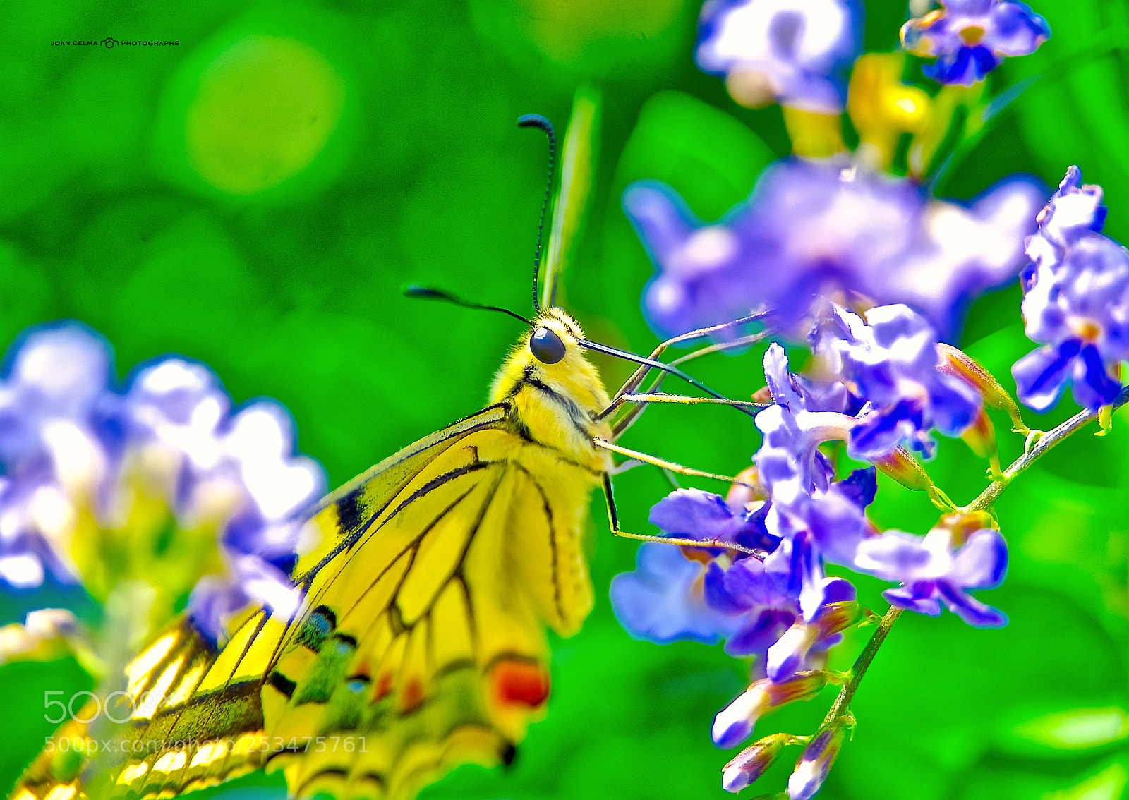 Nikon D2X sample photo. Butterfly in my garden photography