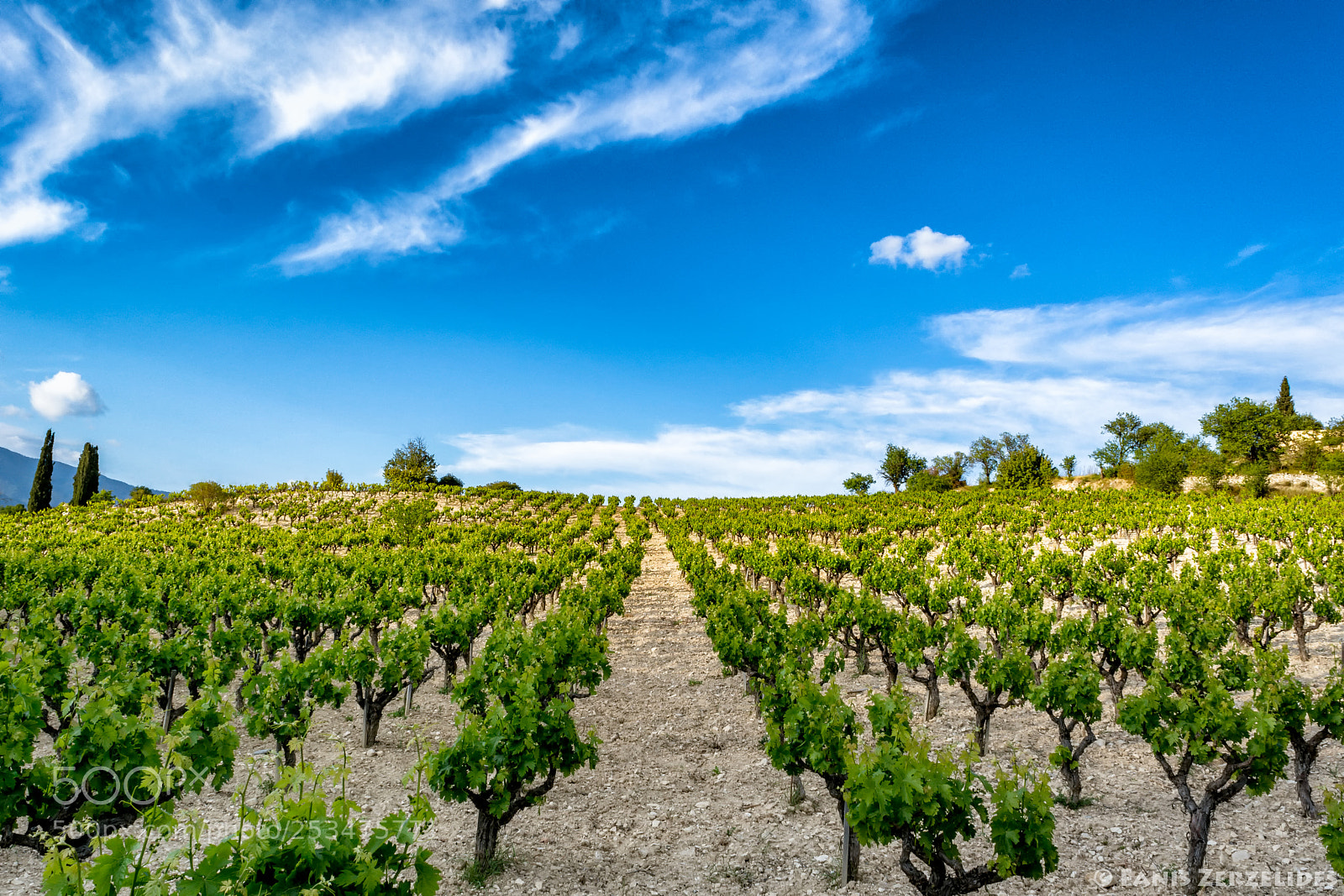 Nikon D5200 sample photo. Endless grape vines photography